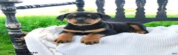Rottweiler dogs for sale: Raven - Ad 2