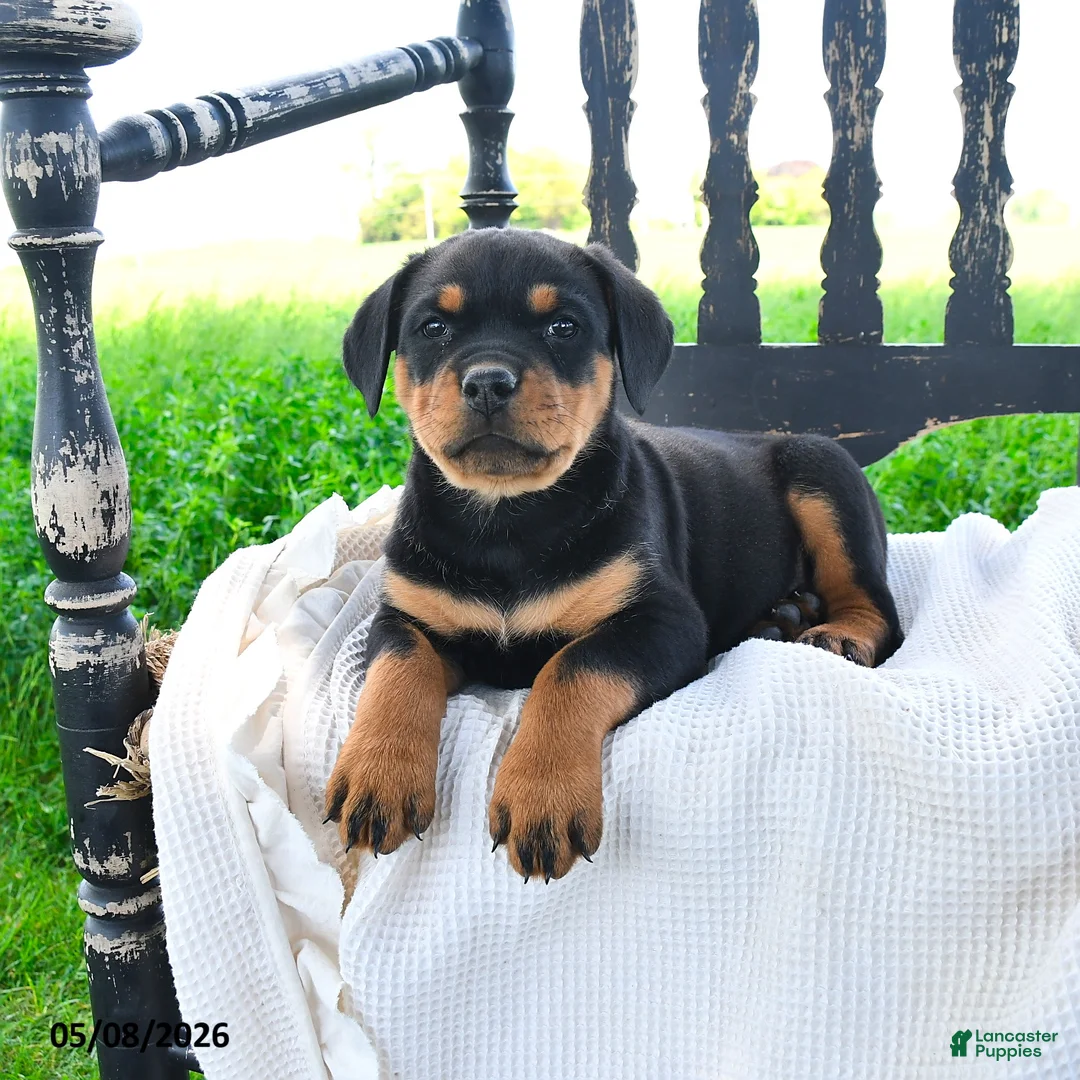 Rottweiler dogs for sale: Raven - Ad 2