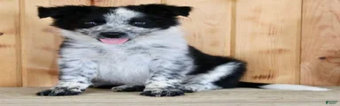 Burt