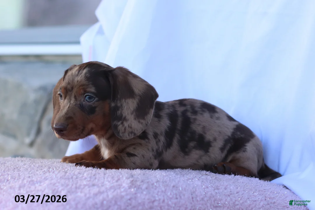 Miniature Dachshund dogs for sale: Sawyer - Ad 5