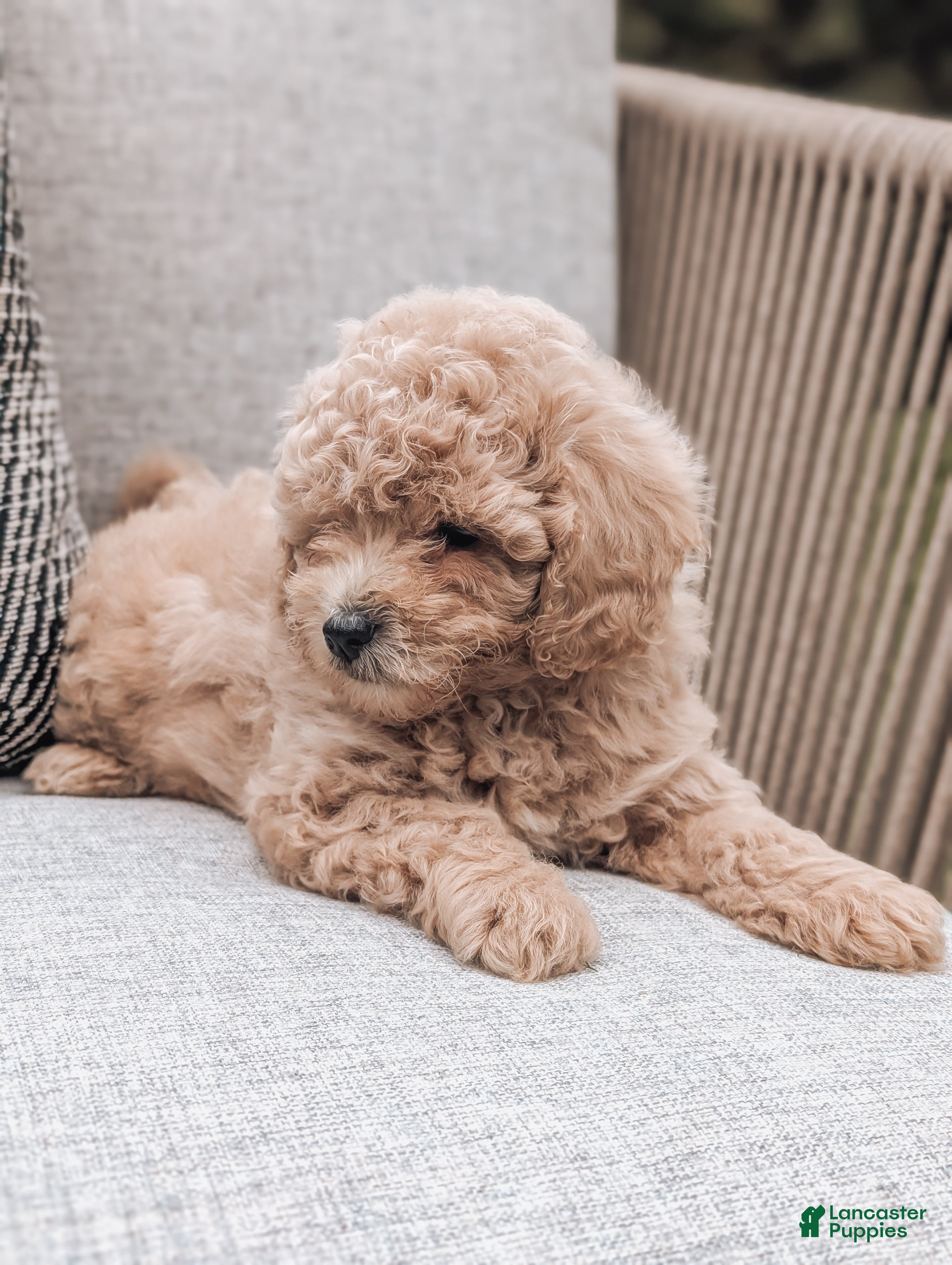 Bichpoo dogs Toby - Ad 2