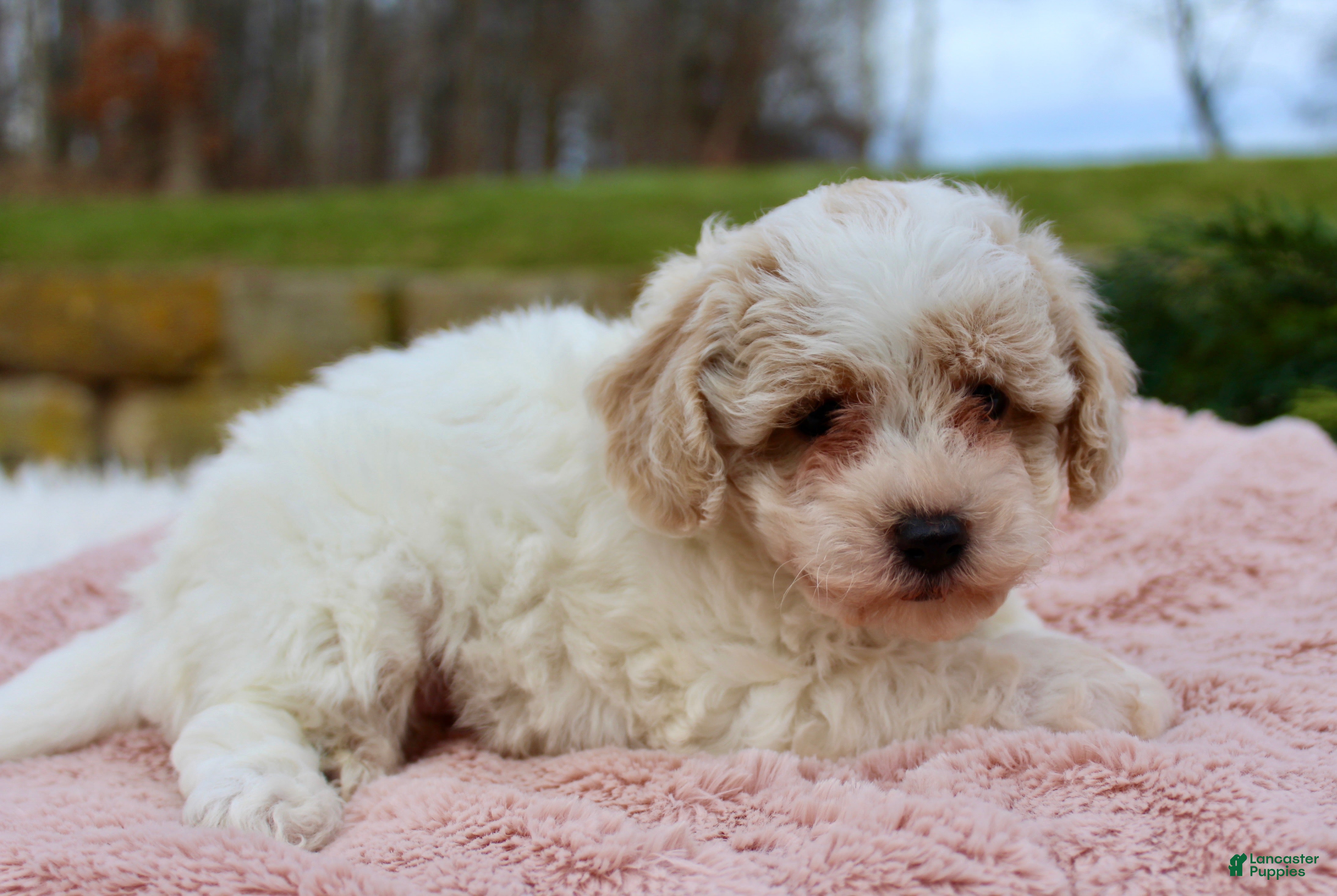 Bichpoo dogs Bichpoo Puppy 4 - Ad 35