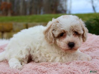 Bichpoo dogs Bichpoo Puppy 4 - Ad 35