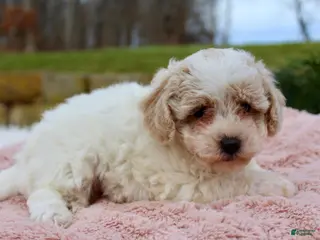 Bichpoo dogs Bichpoo Puppy 4 - Ad 7