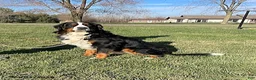 Bernese Mountain Dog dogs for sale: Milo - Ad 5