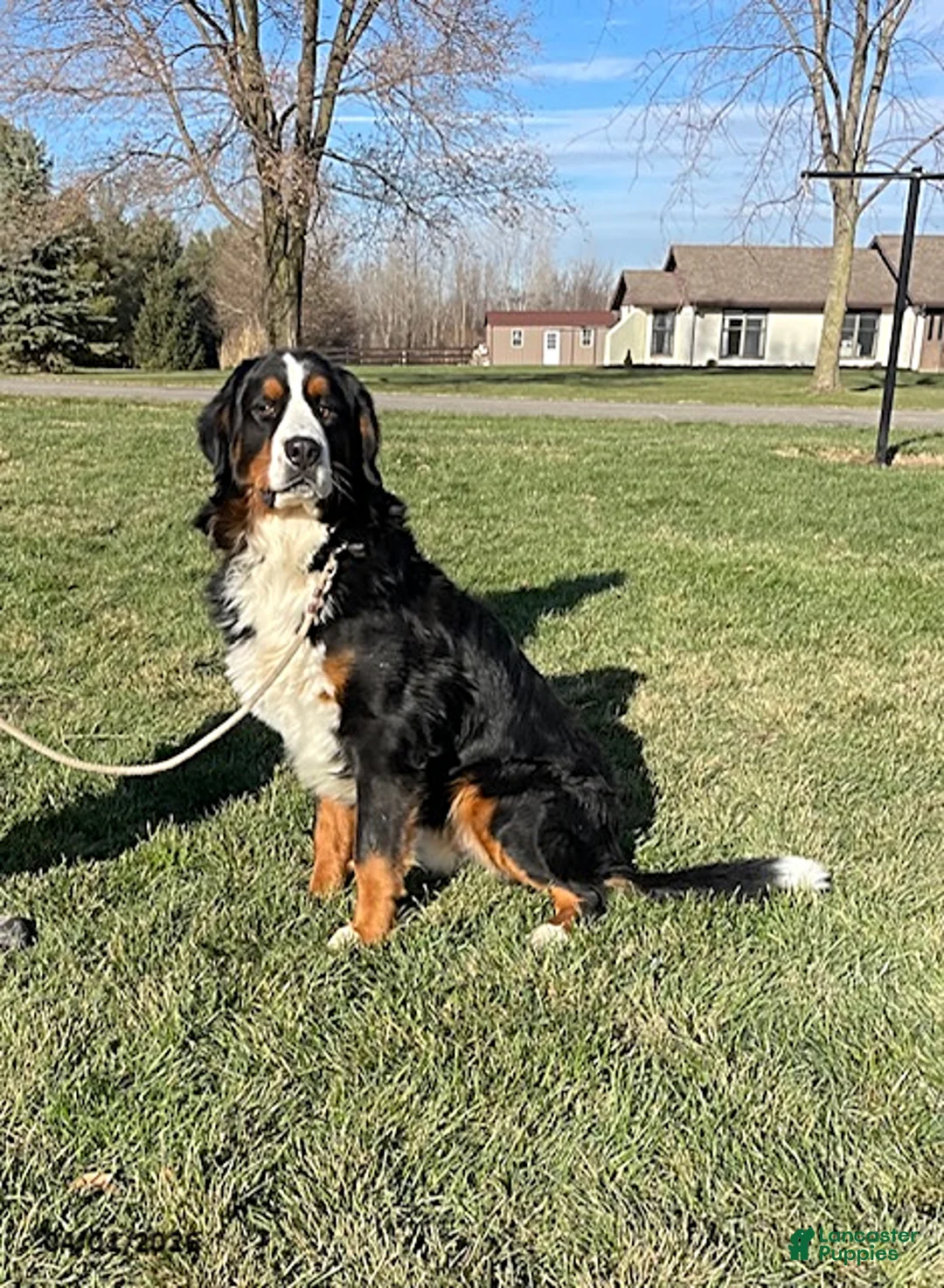 Bernese Mountain Dog dogs for sale: Milo - Ad 5