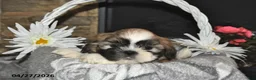 Shih Tzu dogs for sale: Spencer - Ad 4