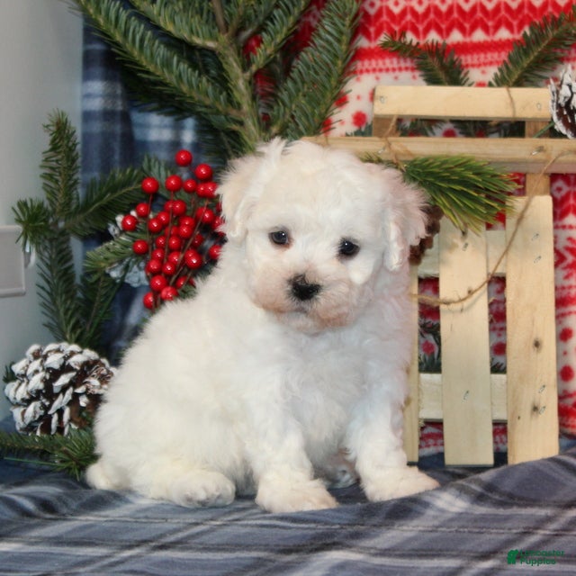 Bichon Frise dogs Icicle - Ad 41