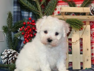 Bichon Frise dogs Icicle - Ad 34