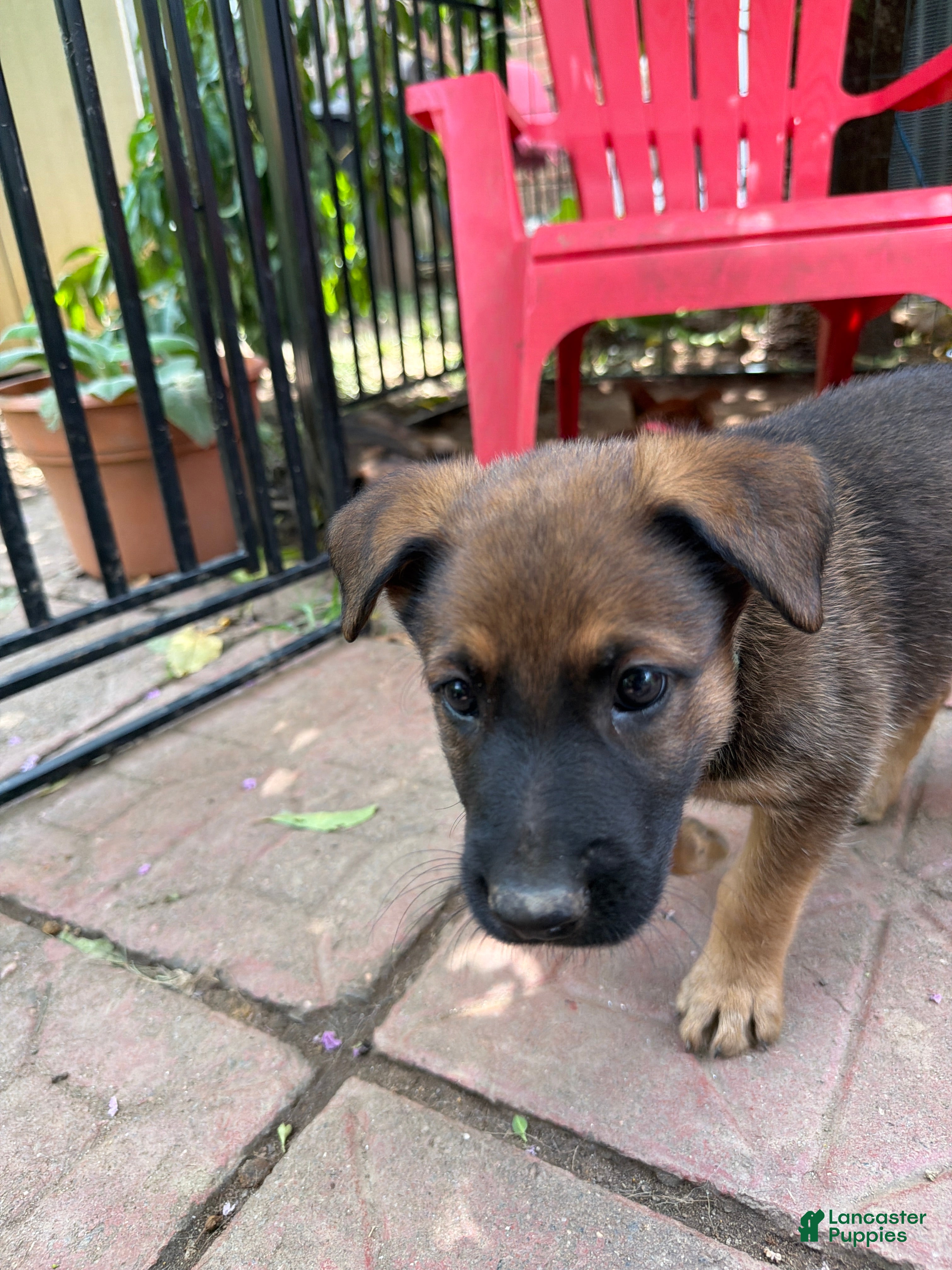 Mixed Breed dogs Hughie - Ad 3