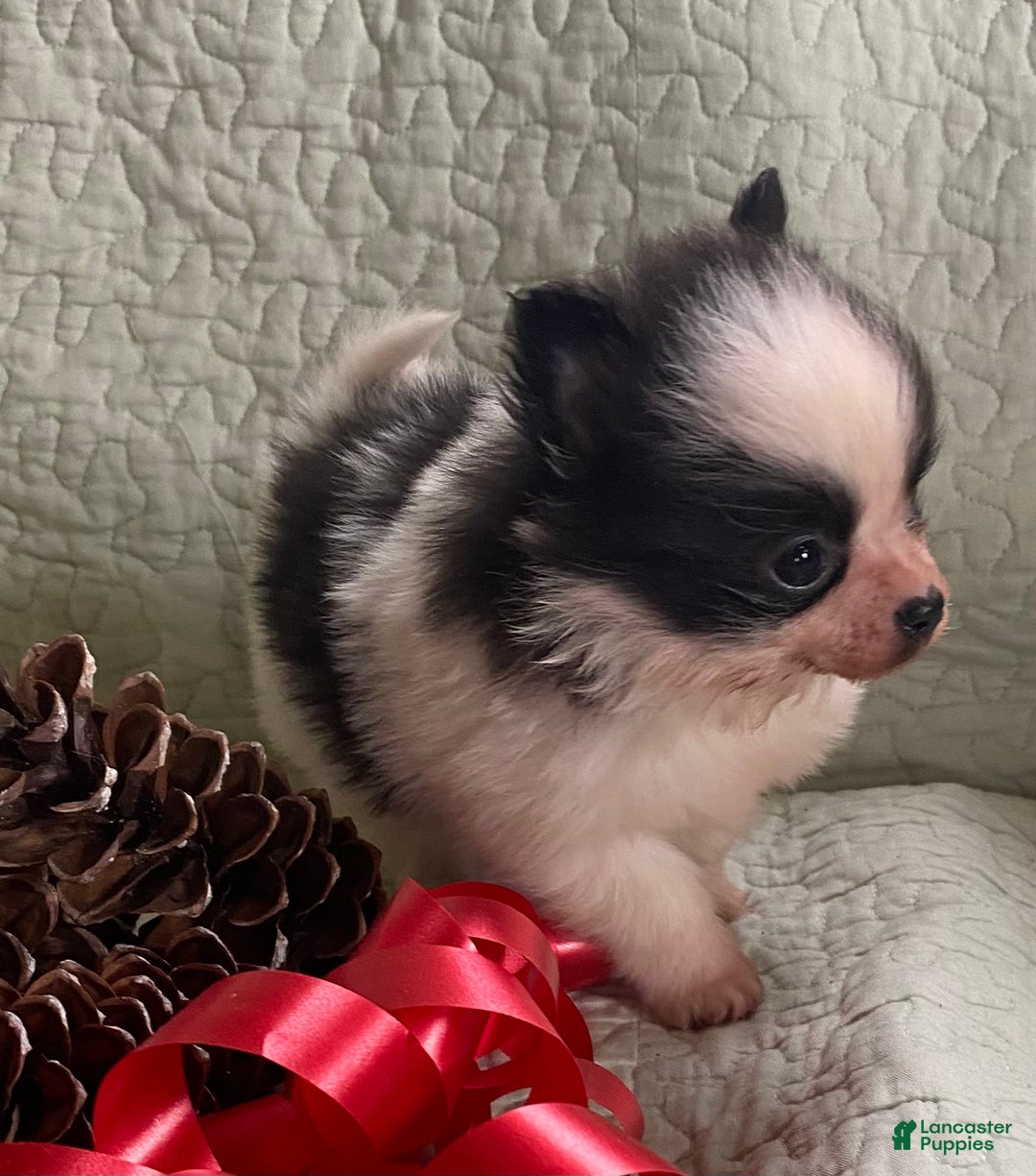 Pomchi dogs for sale: Toby  - Ad 2