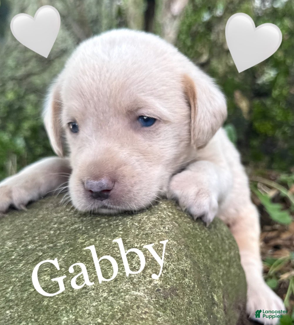 Labrador Retriever dogs Labrador Retriever 1 - Ad 1