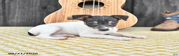 Toy Fox Terrier dogs for sale: Britt  - Ad 4