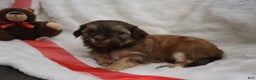 Havanese dogs for sale: Twinkles - Ad 4