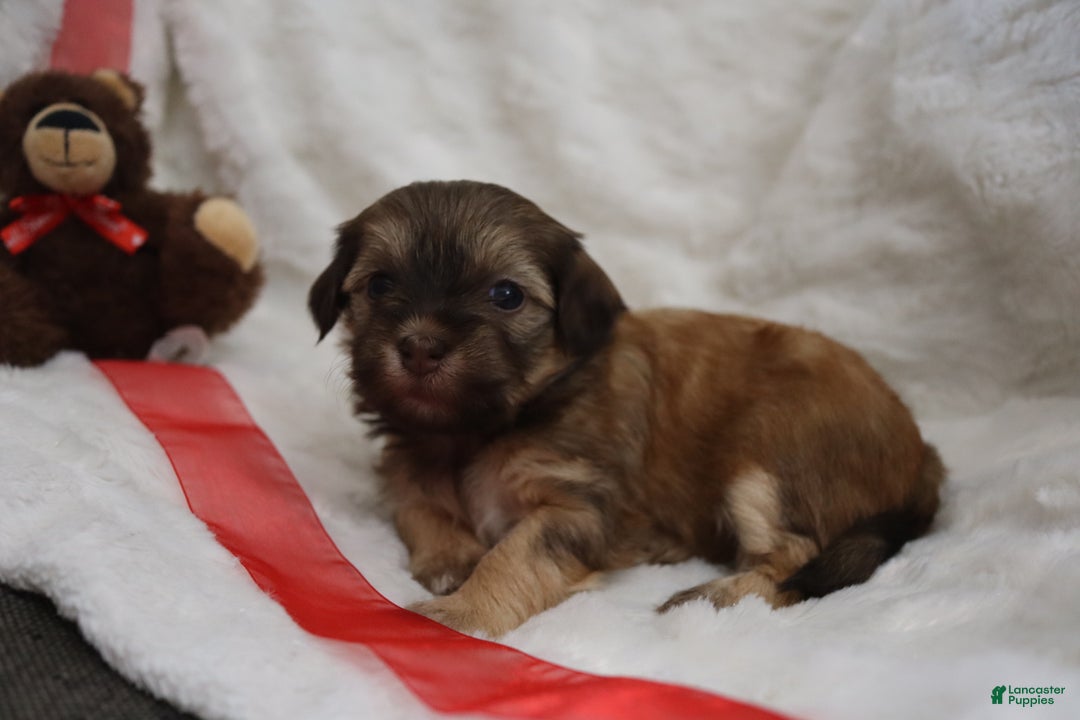 Havanese dogs for sale: Twinkles - Ad 4