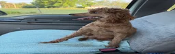 Miniature Poodle dogs for sale: Brent - Ad 5