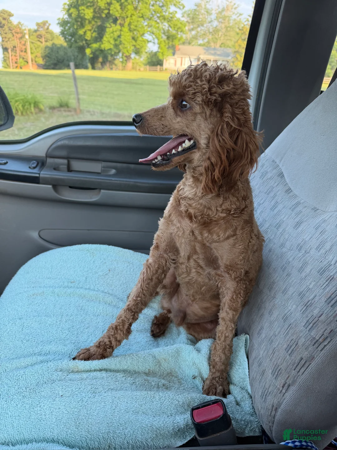 Miniature Poodle dogs for sale: Brent - Ad 5