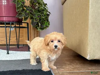 Maltipoo dogs Marty - Ad 18