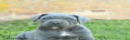 Cane Corso dogs for sale: Dakota - Ad 5