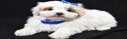 Maltipoo dogs for sale: Joey - Ad 6