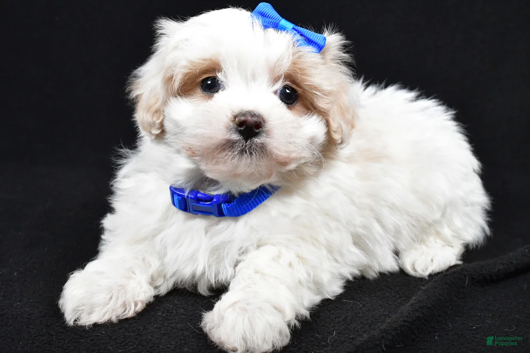 Maltipoo dogs for sale: Joey - Ad 6
