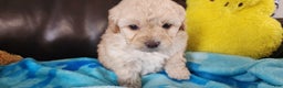 Shihpoo dogs for sale: Graham - Ad 6