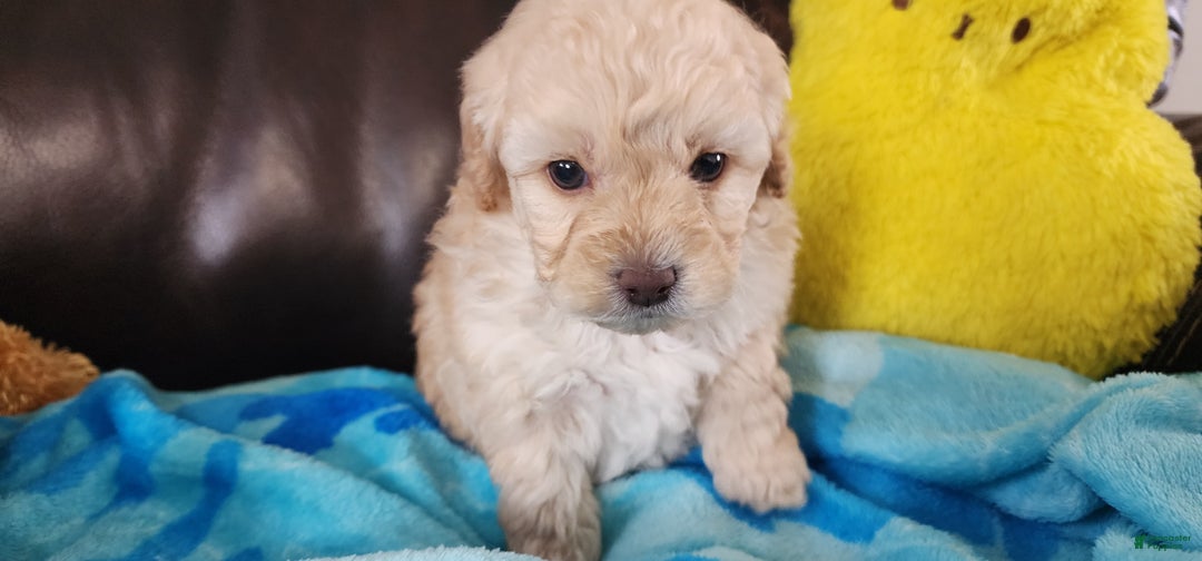 Shihpoo dogs for sale: Graham - Ad 6
