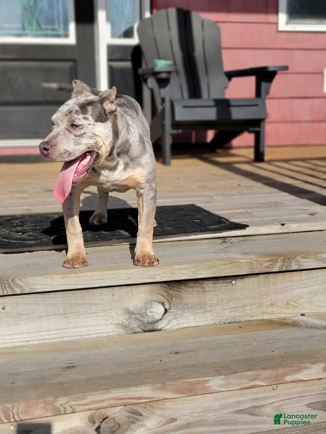 American Bully dogs for sale: Amiri - Ad 1