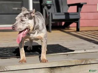 American Bully dogs Amiri - Ad 38