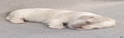Maltese dogs for sale: Puck Maltese  - Ad 3