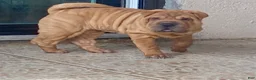 Shar Pei dogs for sale: Love - Ad 2