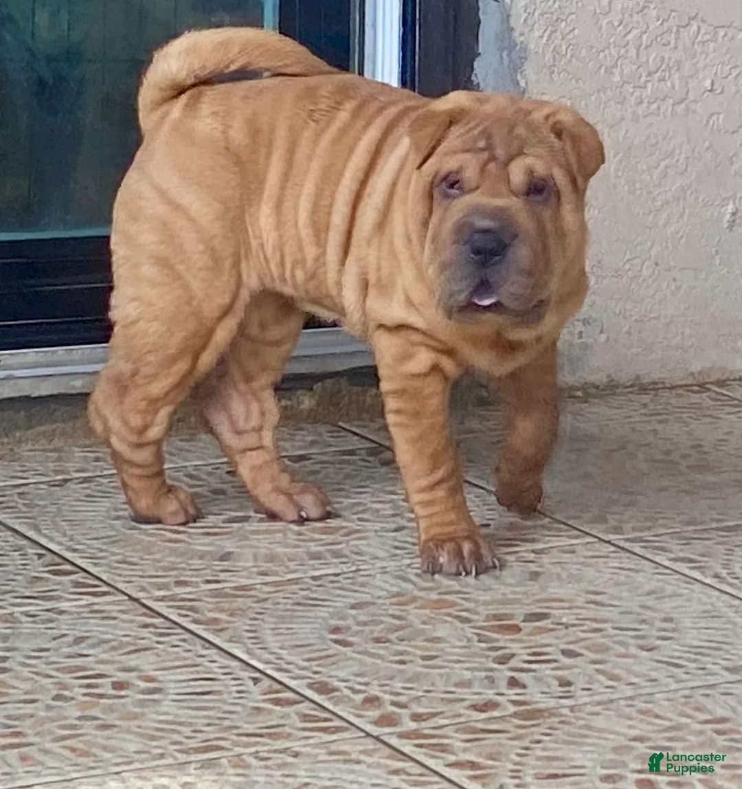 Shar Pei dogs for sale: Love - Ad 2