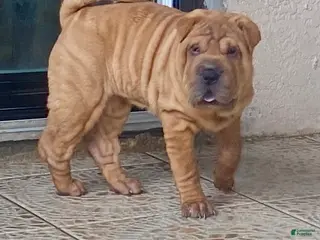 Shar Pei dogs Love - Ad 6