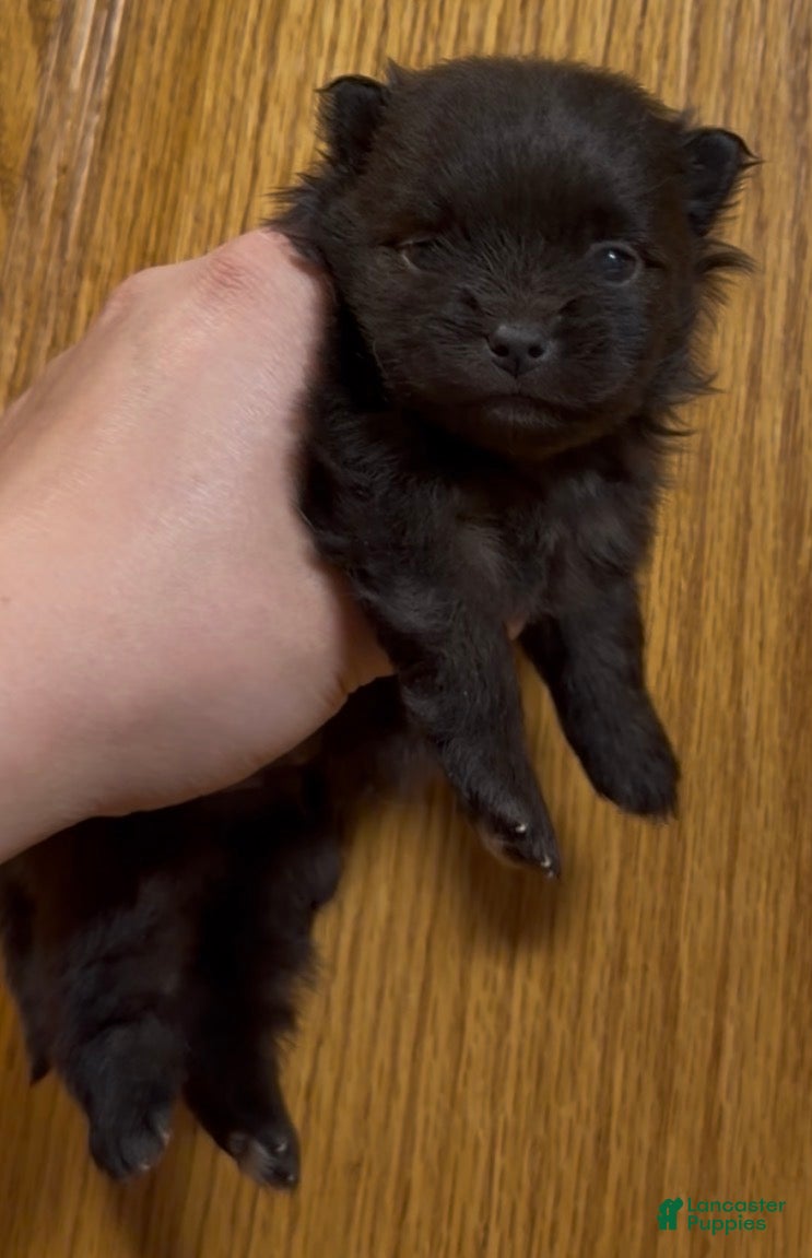 Pomeranian dogs Shadow  - Ad 42