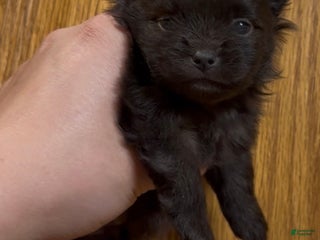 Pomeranian dogs Shadow - Ad 4