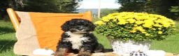 Mini Bernedoodle dogs for sale: Aspen - Ad 4