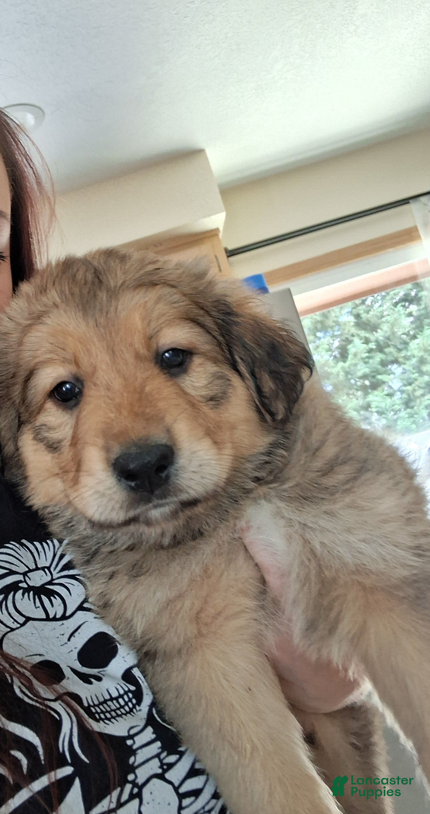 Mixed Breed dogs Mixed Breed 3 - Ad 27