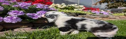 Cocker Spaniel dogs for sale: Anna - Ad 10
