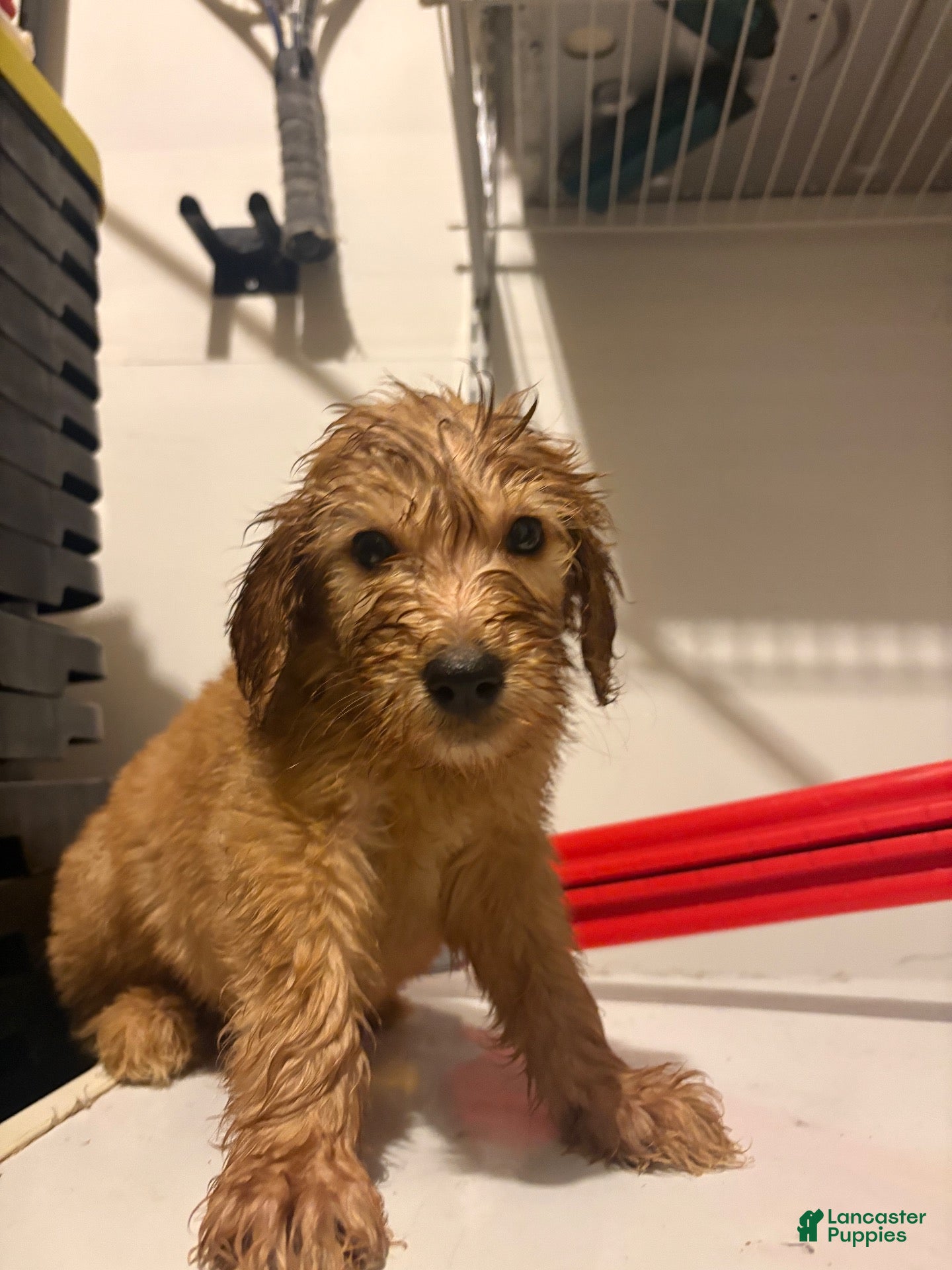 Goldendoodle dogs Goldendoodle 2 - Ad 2