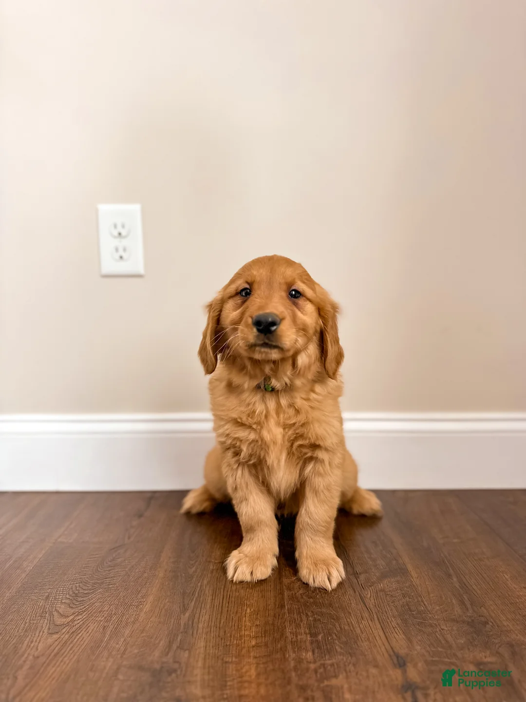 Golden Retriever dogs for sale: Chase - Ad 1