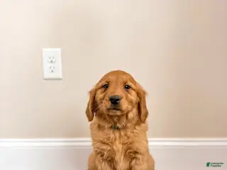 Golden Retriever dogs Chase - Ad 22