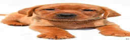 Labrador Retriever dogs for sale: Jack - Ad 8