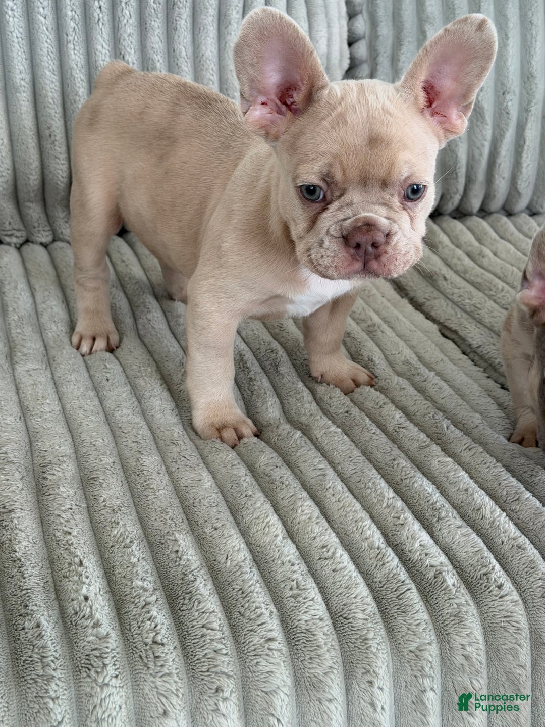 French Bulldog dogs for sale: French Bulldog Puppy 2 - Ad 7