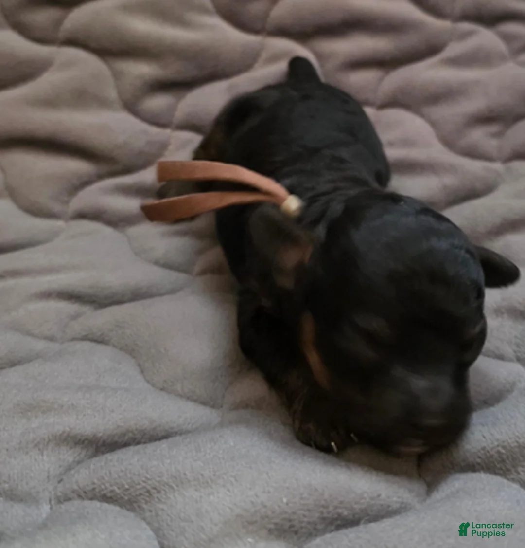 Toy Poodle dogs for sale: Eli - Ad 3