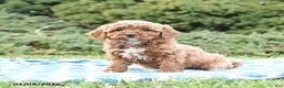 Mini Goldendoodle dogs for sale: Sorrell  - Ad 1