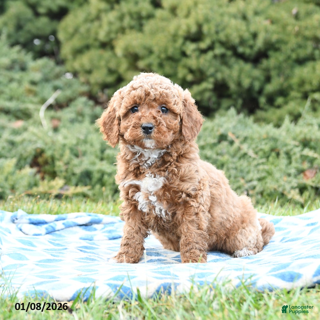 Mini Goldendoodle dogs for sale: Sorrell  - Ad 1