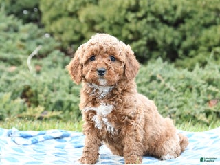 Mini Goldendoodle dogs Sorrell - Ad 25