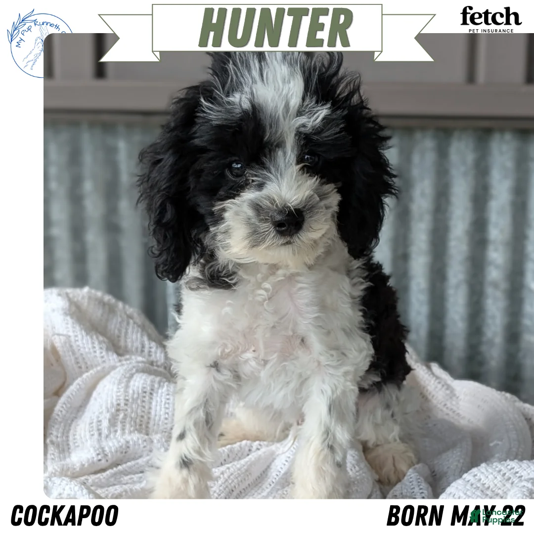 Cockapoo dogs for sale: Hunter - Ad 1