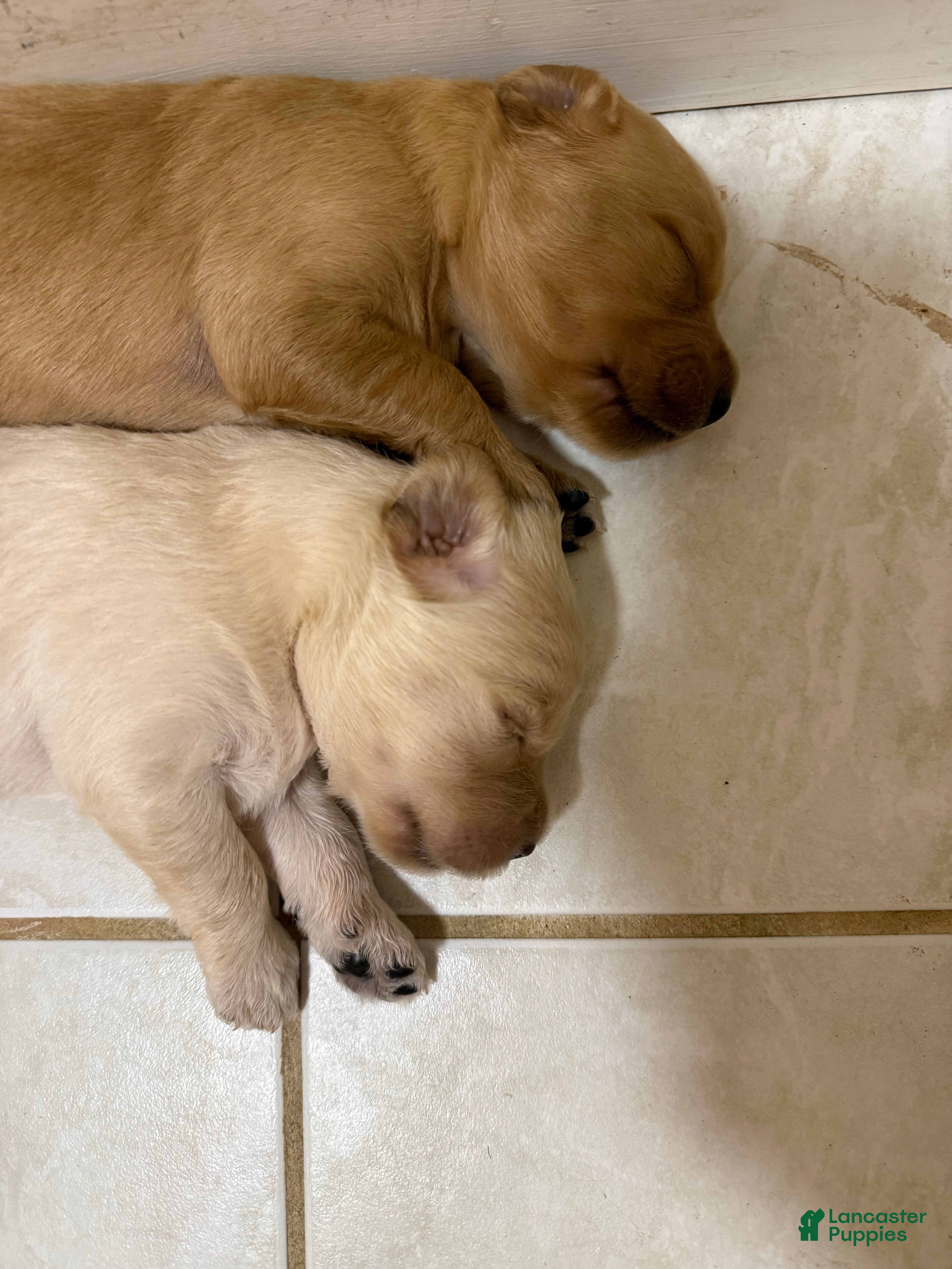 Goldendoodle dogs Shadow  - Ad 2