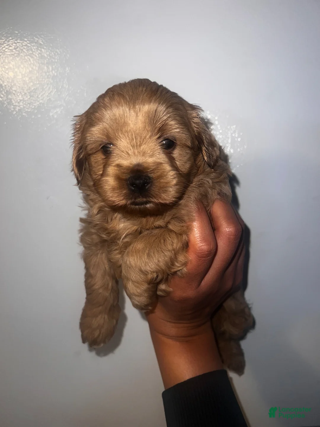 Cavapoo dogs for sale: Maple - Ad 3